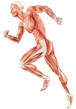 Violation of neuromuscular depreciation