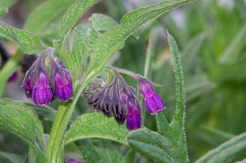Comfrey for the treatment of cervical osteochondrosis