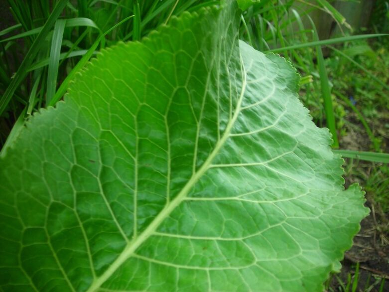 Horseradish for cervical osteochondrosis