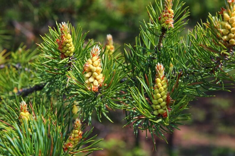 Pine buds for cervical osteochondrosis